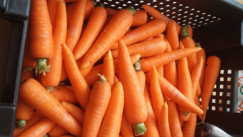 Visão geral das variedades e híbridos de cenouras mais doces e produtivas