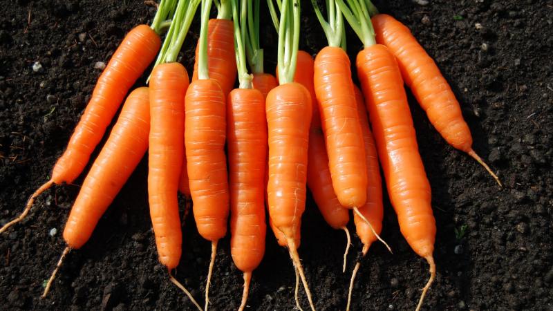 Visão geral das variedades e híbridos de cenouras mais doces e produtivas