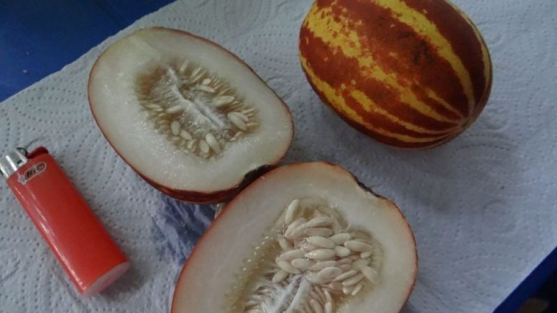 Paglalarawan at katangian ng melon na tumawid sa pinya: ano ang gusto ng mini fruit?
