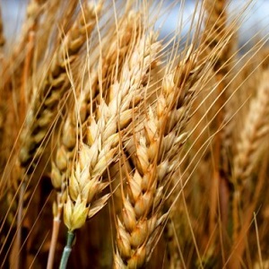 وصف وخصائص القمح الشتوي من صنف البقراط