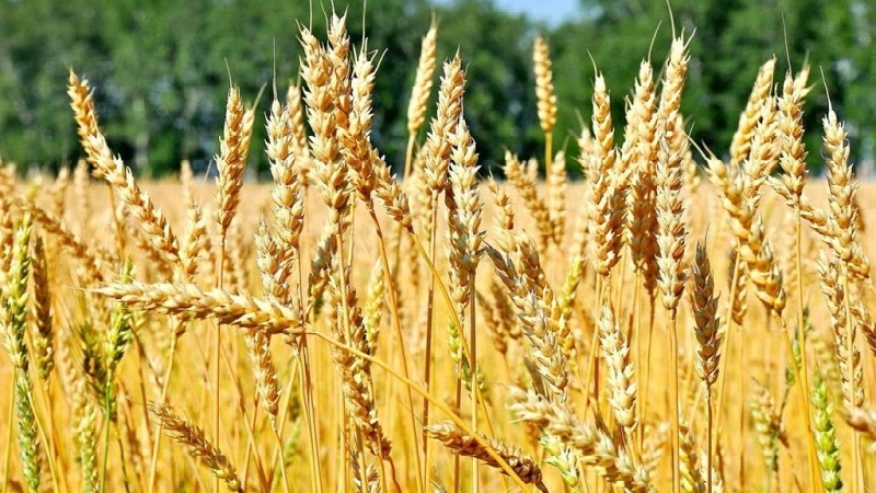 وصف وخصائص القمح الشتوي من صنف البقراط