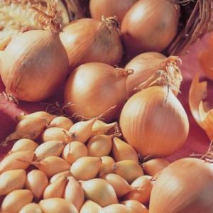 وصف أنواع البصل سينشوي وميزات الزراعة والعناية