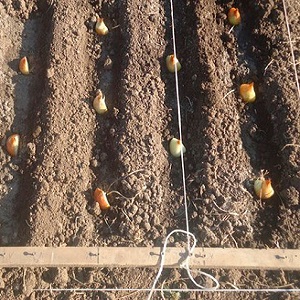 Características y esquemas para plantar cebollas en el otoño antes del invierno.