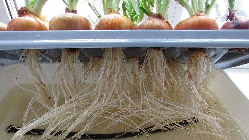 Hidroponikte büyüyen soğanların özellikleri