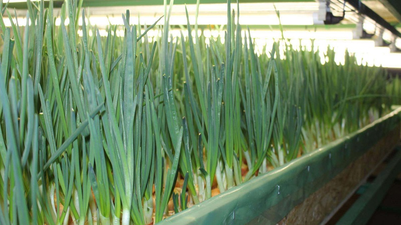 Mga tampok ng lumalagong mga sibuyas sa hydroponics