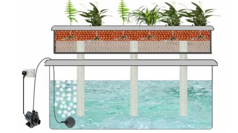 Mga tampok ng lumalagong mga sibuyas sa hydroponics