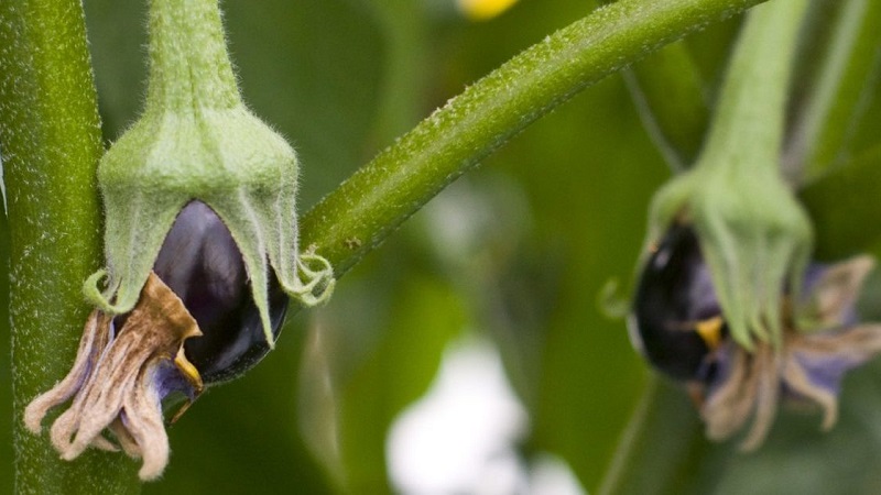 Bakit ang mga eggplants sa greenhouse ay hindi nakatali at kung ano ang gagawin tungkol dito