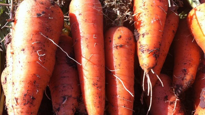 Cosa fare se le carote non sono dolci o succose e perché ciò accade