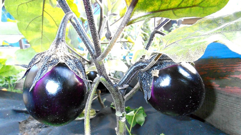 Een selectie van de beste soorten aubergines voor een kas van polycarbonaat