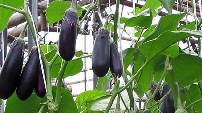 What to do if the flowers of the eggplant in the greenhouse fall and why is this happening?