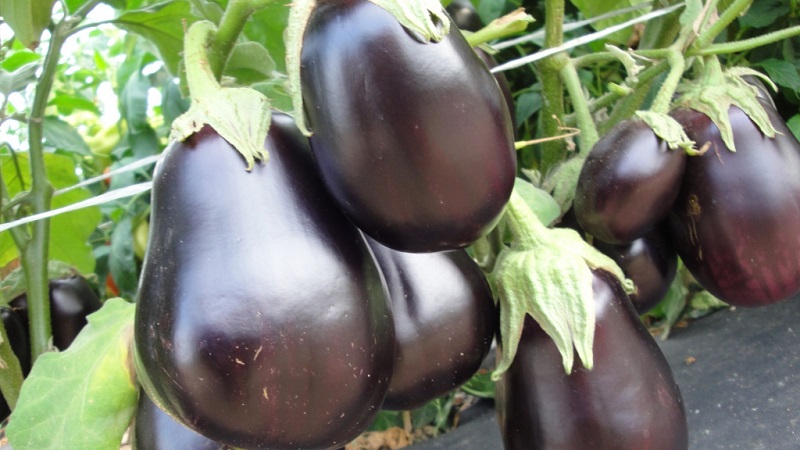 Een selectie van de beste soorten aubergines voor een kas van polycarbonaat