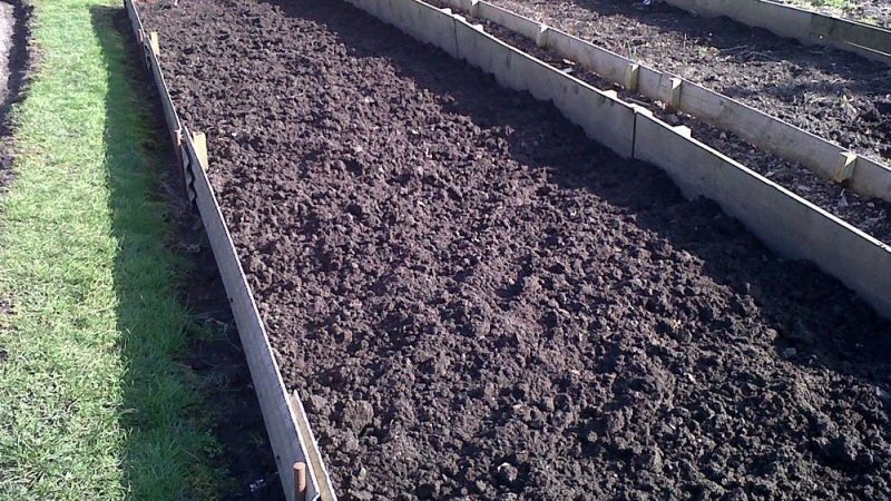 Features of preparing a bed for carrots in the fall