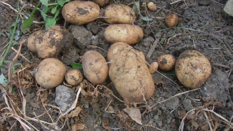 مجموعة متنوعة من البطاطا عالية الغلة Repanka
