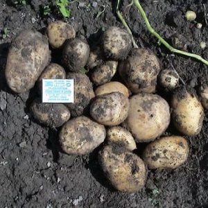 مجموعة متنوعة من البطاطا عالية الغلة Repanka