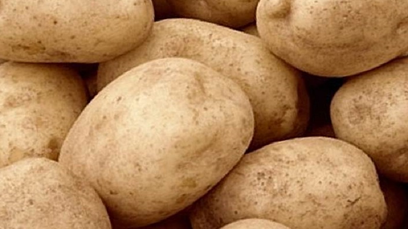 متنوعة البطاطا المتأخرة المتوسطة Tuleevsky ، تحظى بشعبية بين البستانيين