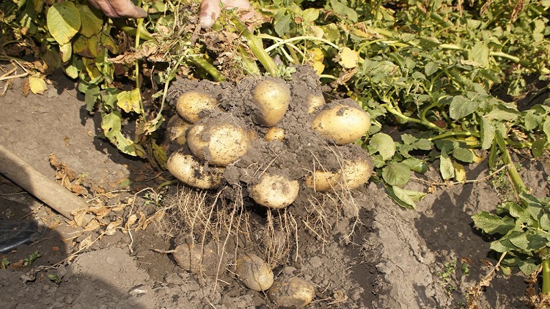 Katamtamang huli na iba't ibang patatas na Tuleevsky, sikat sa mga hardinero