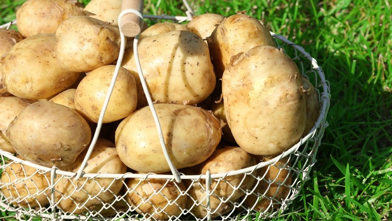 Variété de pomme de terre moyennement tardive populaire parmi les jardiniers Tuleevsky