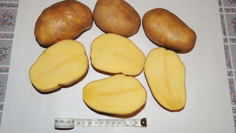 Varietat de patata tardana molt popular entre els jardiners Tuleevski