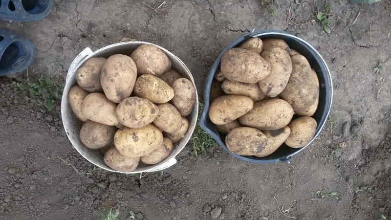 Varietat de patata tardana molt popular entre els jardiners Tuleevski