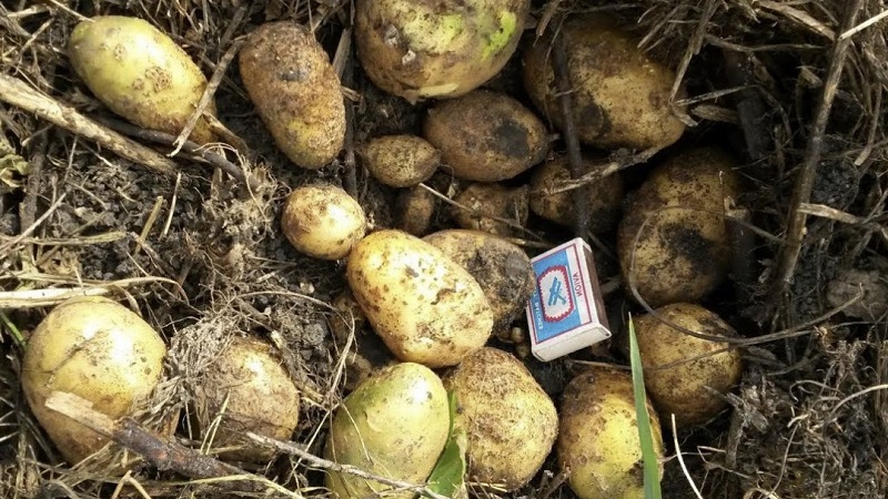 Vidutinio vėlyvumo bulvių veislė Tuleevsky, populiari tarp sodininkų