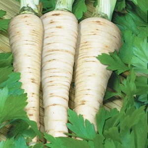 Planting and caring for root parsley outdoors