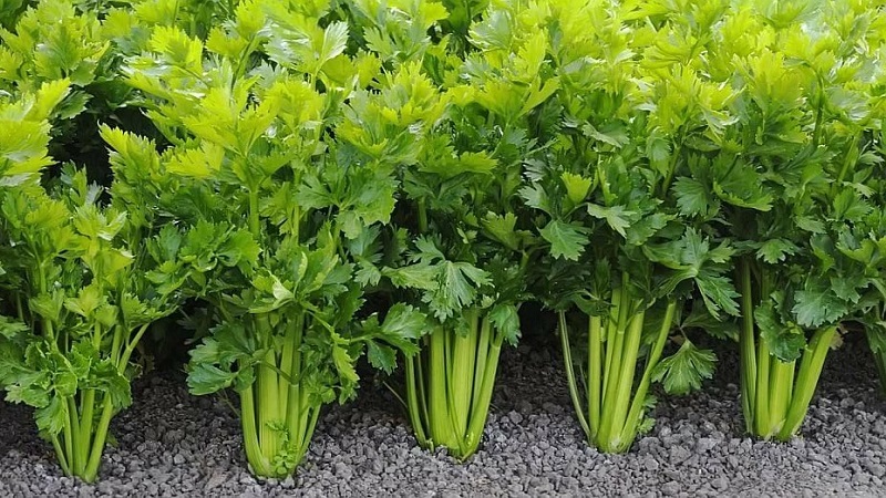 Planting and caring for root parsley outdoors