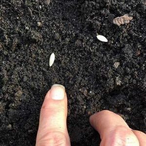Recommandations pour planter des graines de concombre en pleine terre en juillet
