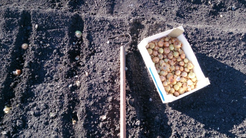 İlkbaharda soğan setleri dikme teknolojisi: nasıl düzgün ekilir ve büyütülür