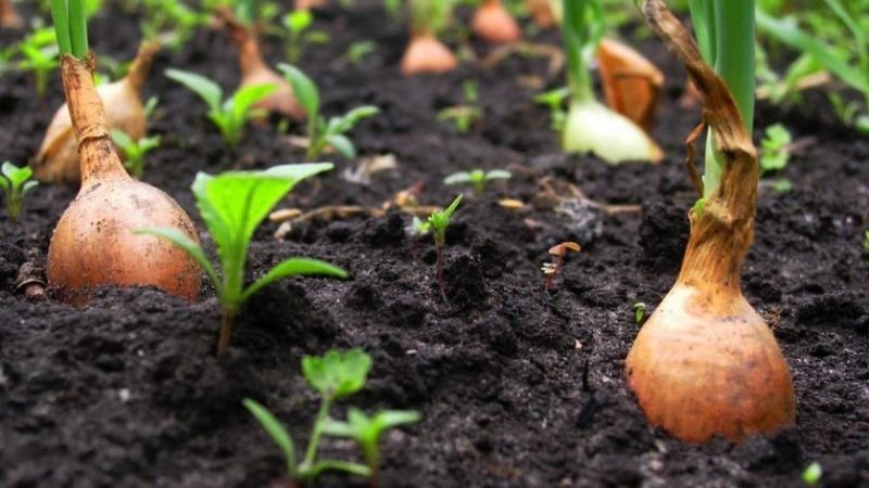 تقنية زراعة البصل في الربيع: كيف نزرع ونمو بشكل صحيح