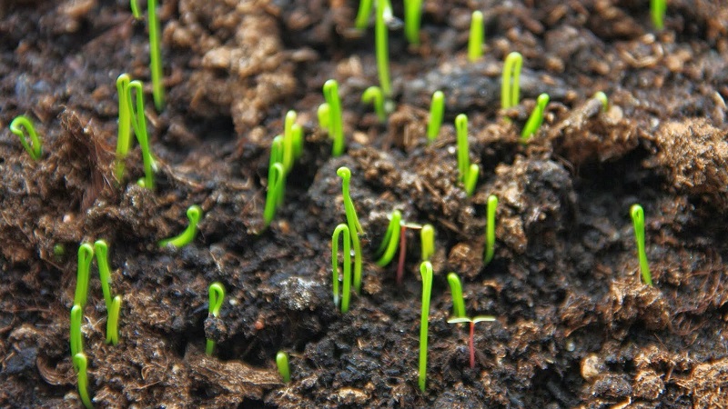 Yeni başlayan bahçıvanlar için tohumlardan pırasa yetiştirmek için adım adım kılavuz