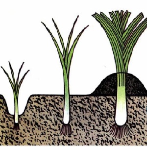 Yeni başlayan bahçıvanlar için tohumlardan pırasa yetiştirmek için adım adım kılavuz