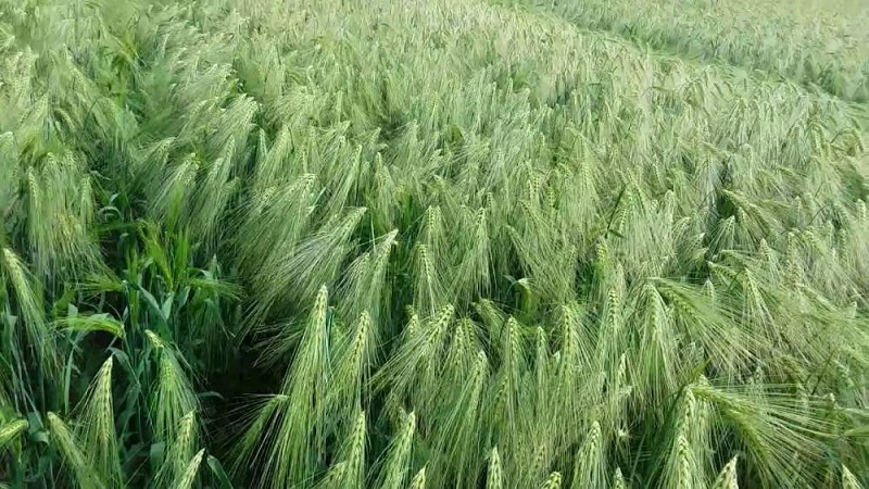 Rules for growing winter barley