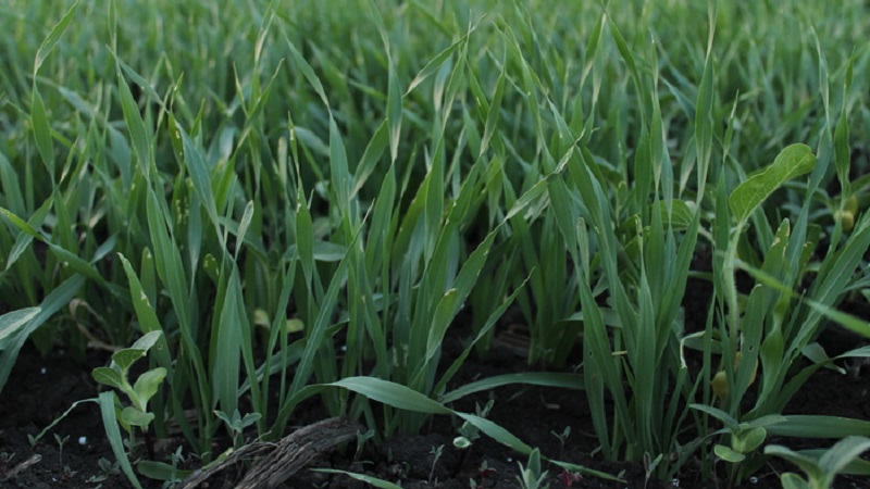 Rules for growing winter barley