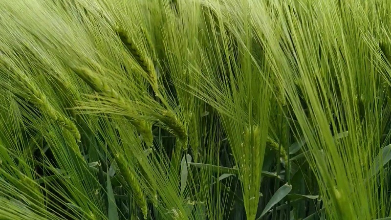 Mga panuntunan para sa lumalagong barley barley