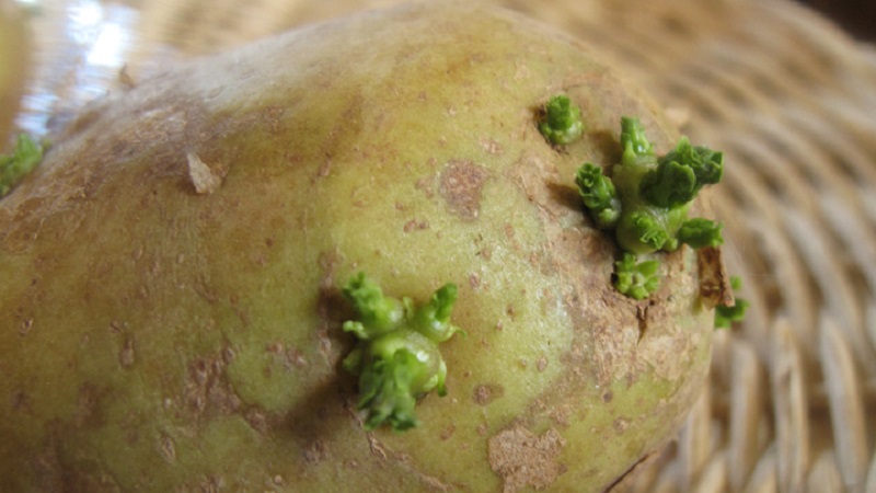 Mga sprout na patatas: kung ano ang gagawin dito at maaari mo itong kainin