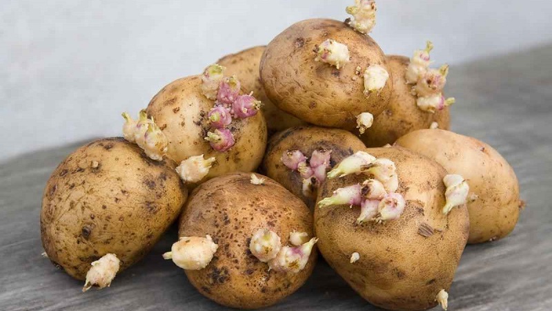 Mga sprout na patatas: kung ano ang gagawin dito at maaari mo itong kainin