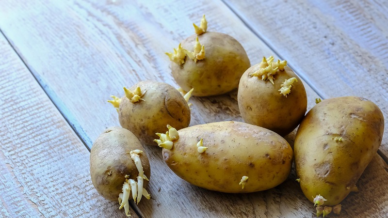 Pommes de terre germées: que faire avec et pouvez-vous la manger