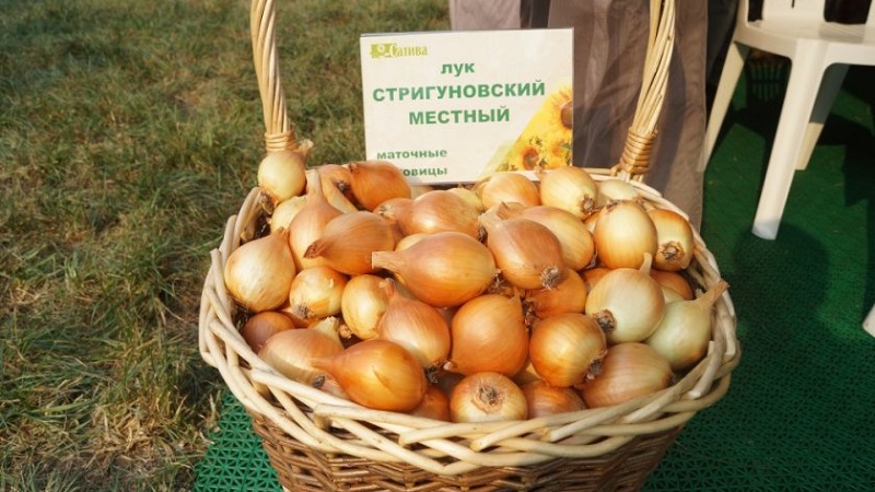 Una variedad de cebolla madura temprana para uso universal Strigunovsky local