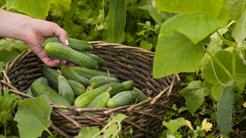 Folkmedicijnen voor een betere oogst van komkommers: recepten voor topdressing voor de volle grond