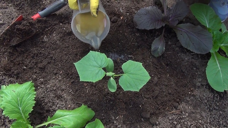 Daha iyi bir salatalık hasadı için halk ilaçları: açık zemin için üst pansuman için tarifler