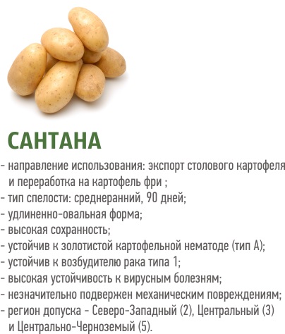 Varietà di patata medio precoce Santana con tuberi grandi