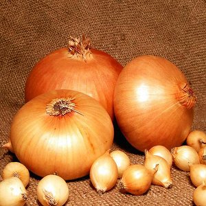Features of growing and planting onion sets