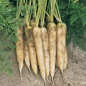 Soorten witte wortelen en hun gunstige eigenschappen voor het menselijk lichaam