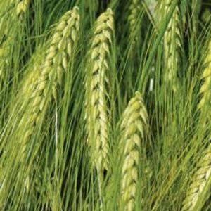 Characteristics and description of the Vakula barley variety