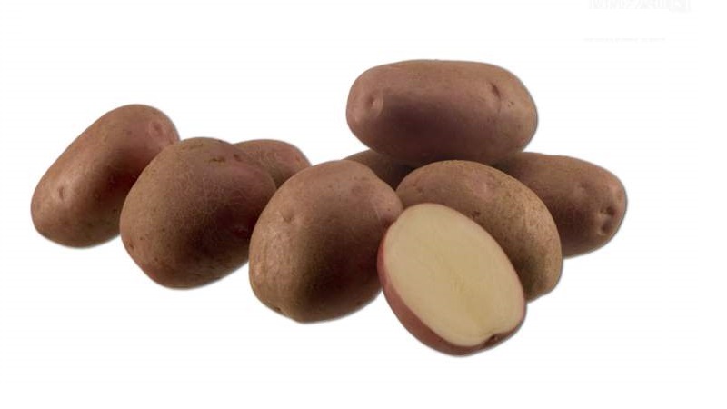 Mittlere späte Aladdin-Kartoffel, geeignet für verschiedene Klimazonen