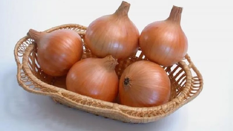 Medium early hybrid of Helenas onion with high yield