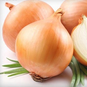 Medium early hybrid of Helenas onion with high yield