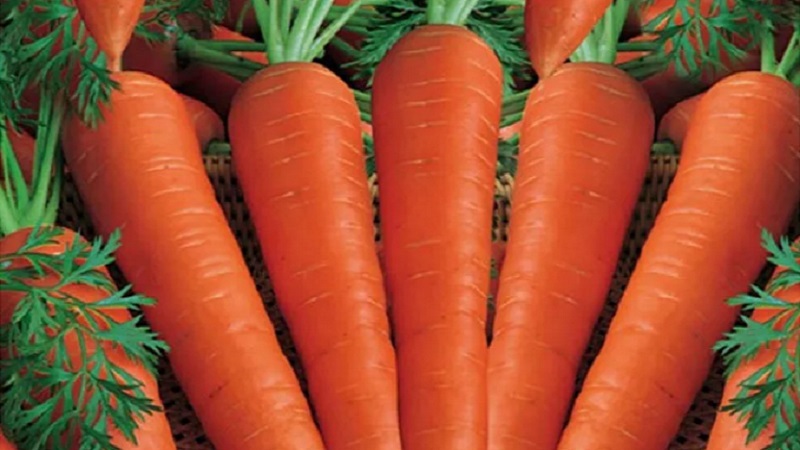 Die besten Karottensorten - Fotos und detaillierte Beschreibungen, Bewertungen