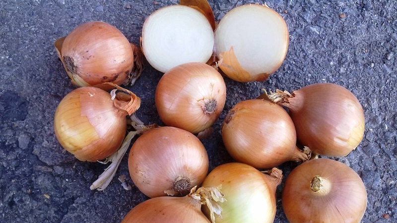 İyi don toleransına sahip bir orta mevsim soğan çeşidi Kalsedon