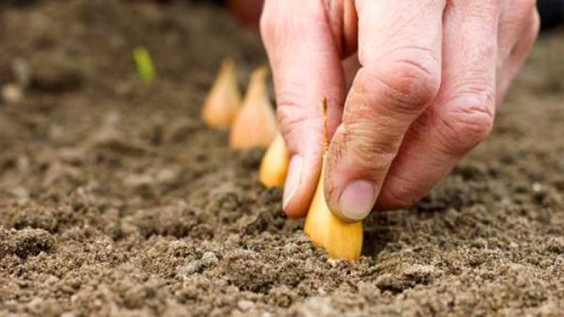 Technologie pour planter des oignons avant l'hiver: à quelle profondeur et à quelle distance les uns des autres à planter